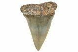 Fossil Broad-Toothed Mako Shark Tooth - North Carolina #272974-1